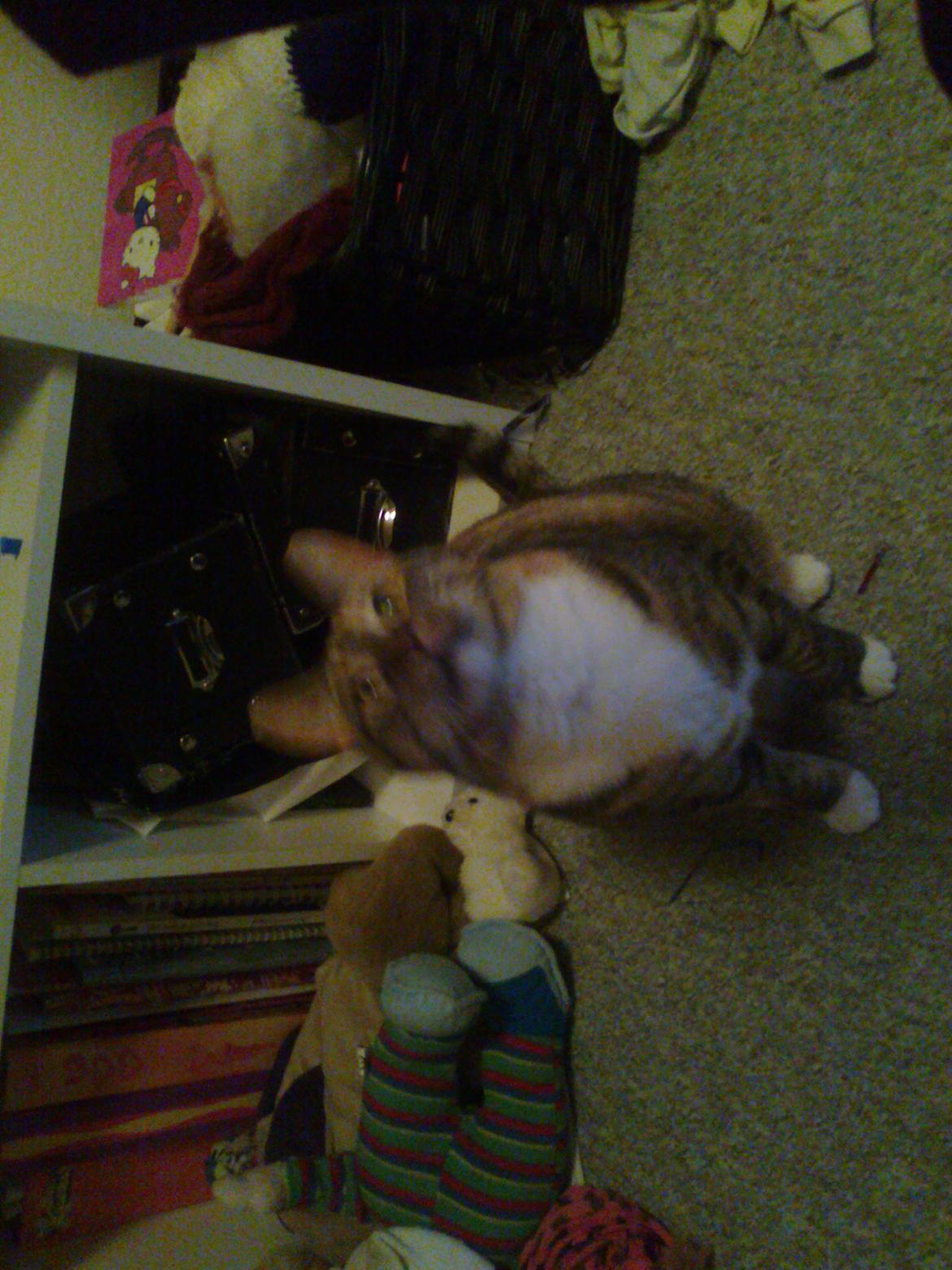 Huskat freja billede 11