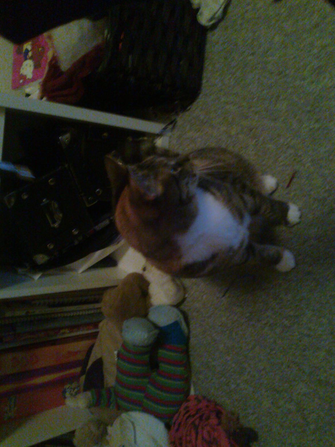 Huskat freja billede 12