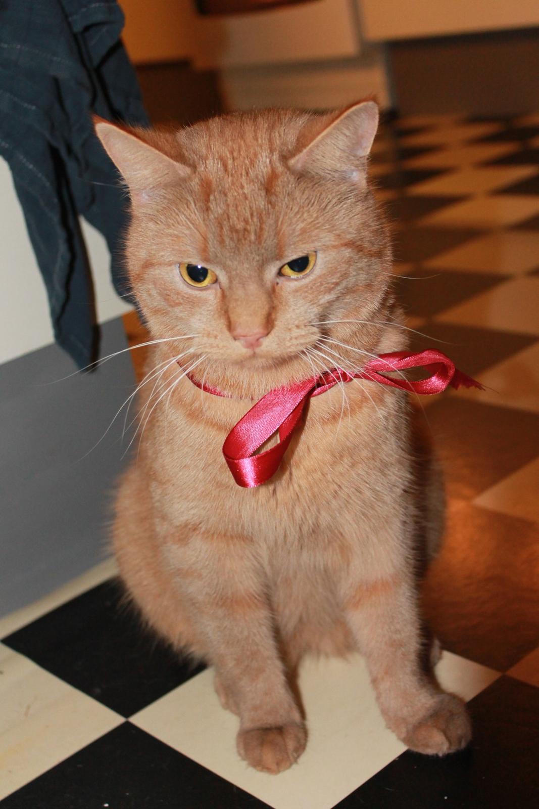 Huskat Tarzan *Efterlyst* - Med fin julesløjfe :) 24.12.12 billede 14