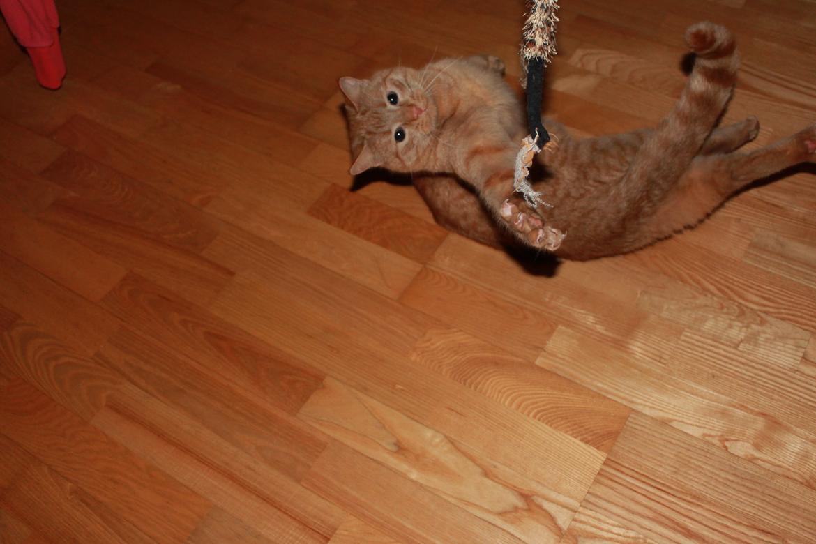 Huskat Tarzan *Efterlyst* - Dejlige dreng <3 Elsker hans nuttede udtryk :) 13.1.13 billede 15