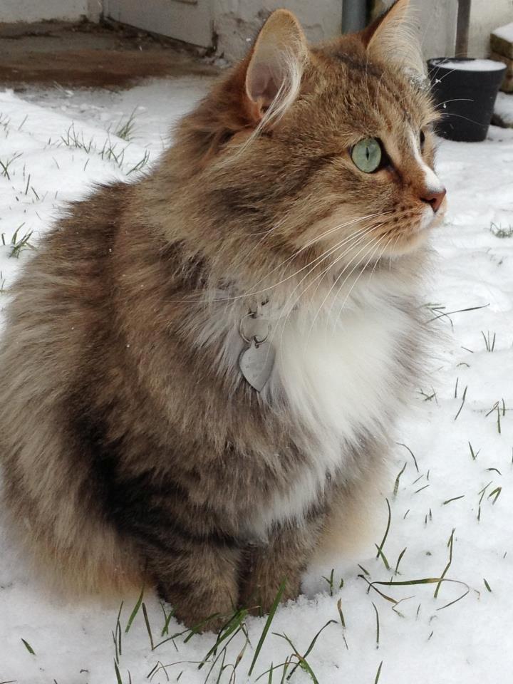 Blanding af racer Bailey Island billede 23