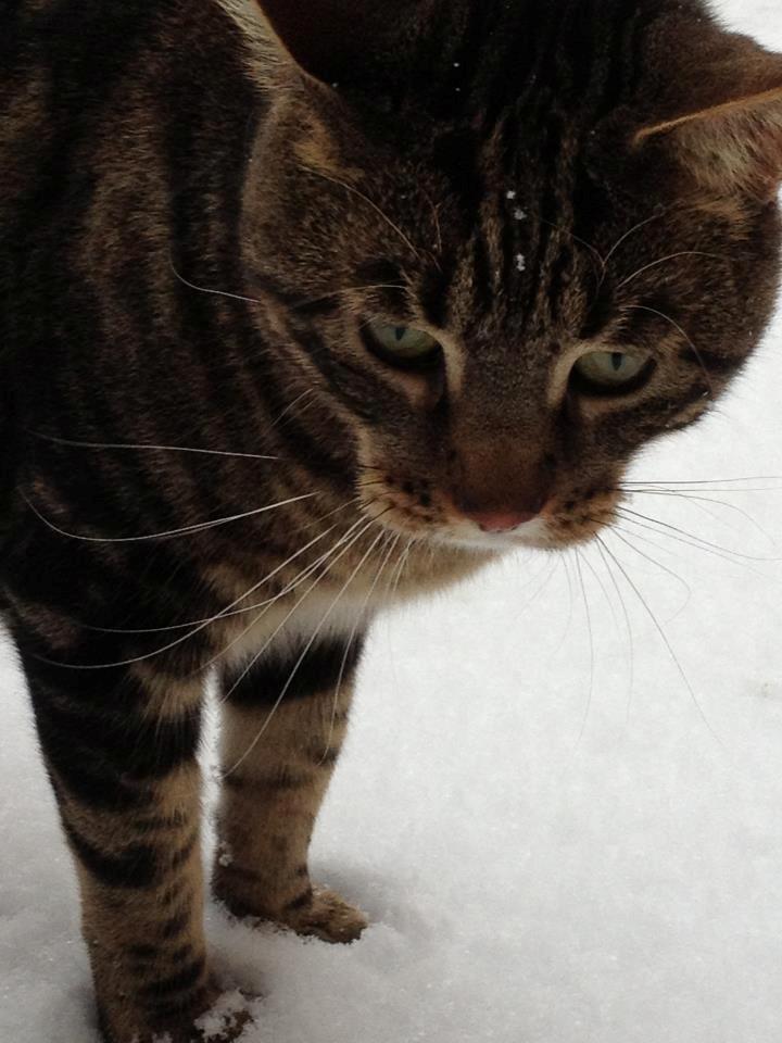 Blanding af racer Captain Morgan billede 12