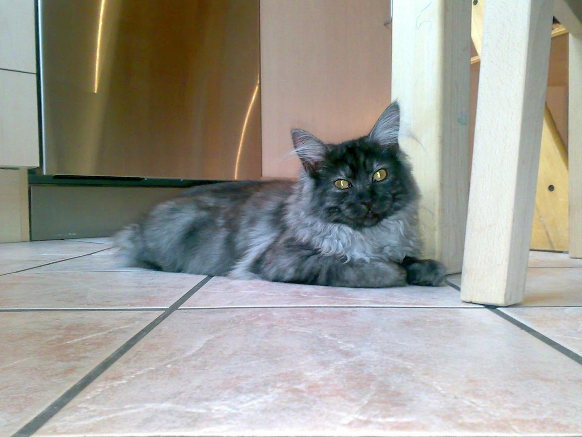 Maine Coon Felix - Dasser lige ud billede 6