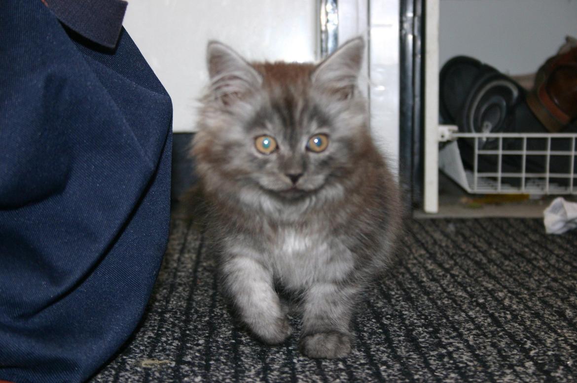 Maine Coon Felix - Her er jeg næsten lige ankommet i dette hjem billede 2