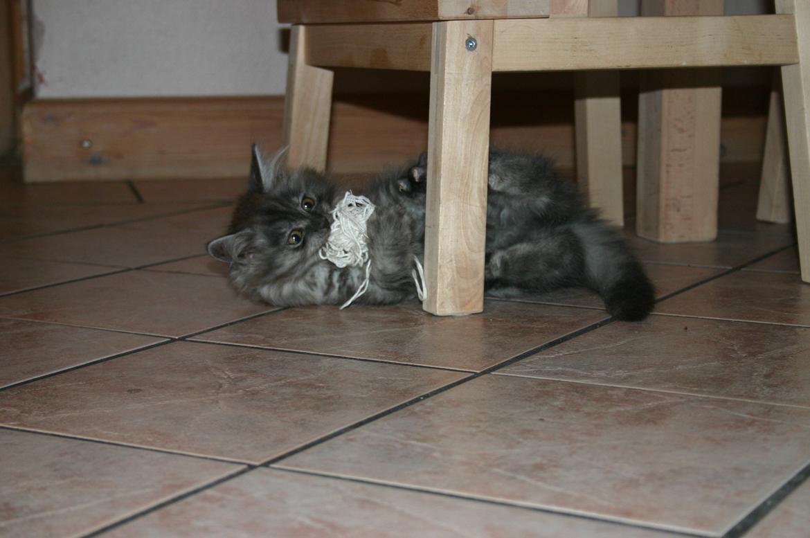 Maine Coon Felix - Som lille og leger med den bedste tot garn billede 3