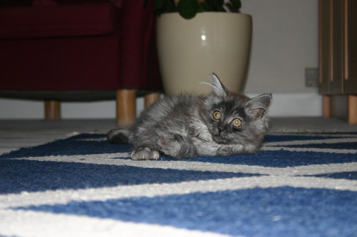 Maine Coon Felix - Jeg kan godt lige at slappe af :D billede 4