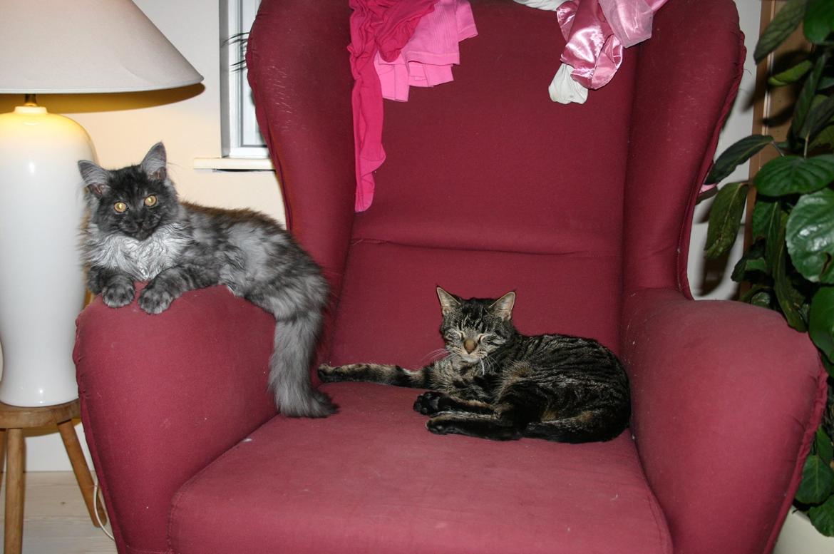 Maine Coon Felix - Mig og min med beboer fie der er lidt ældre end mig :/ billede 9