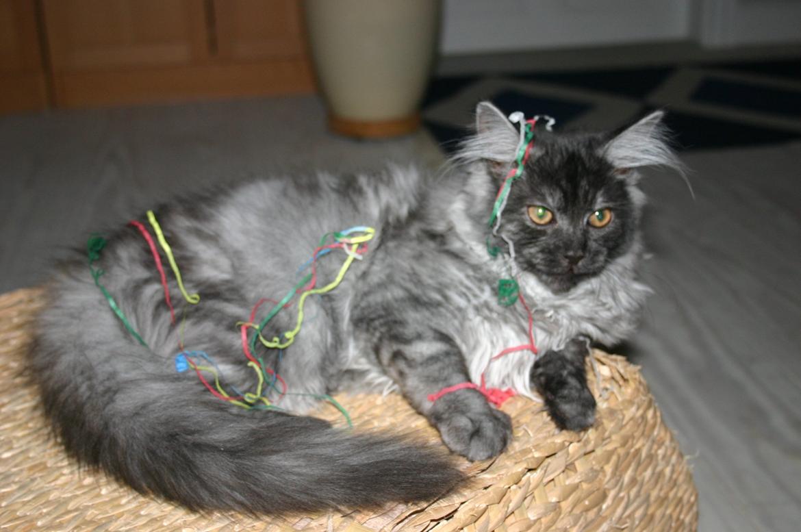 Maine Coon Felix - Min første nytårs aften :D billede 7