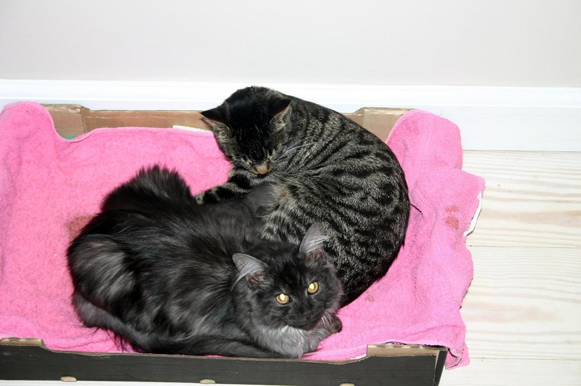 Maine Coon Felix - Jeg hjælper lige tøsen med at passe på hendes yngel, en skam jeg ikke var faren billede 8