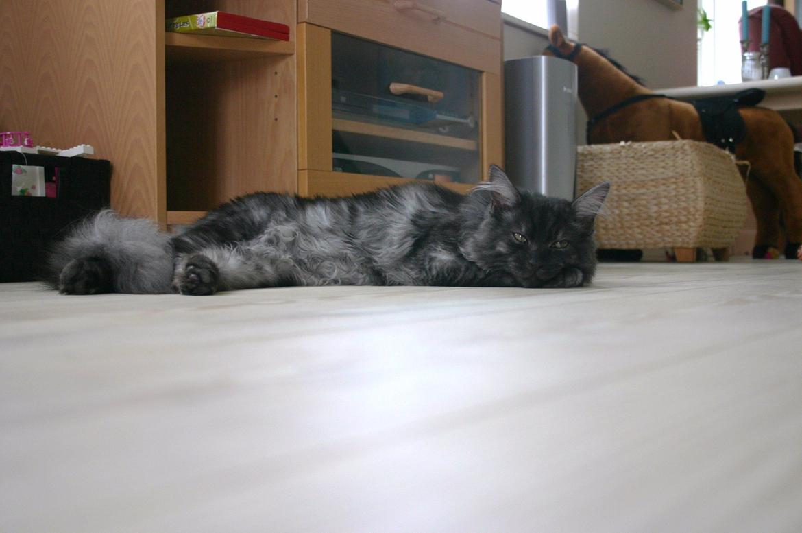 Maine Coon Felix billede 10