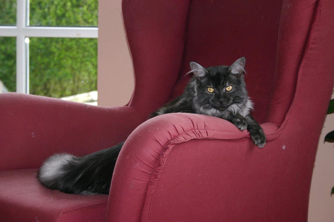 Maine Coon Felix - Mig i min yndlings stol ! billede 11