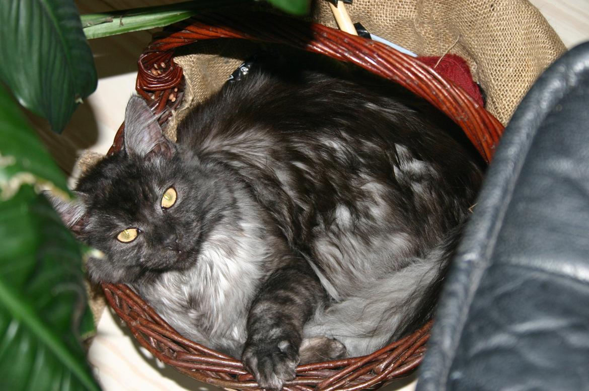 Maine Coon Felix - Pladsen i mors strikkekurv er nu heller ikke helt værst ! billede 12