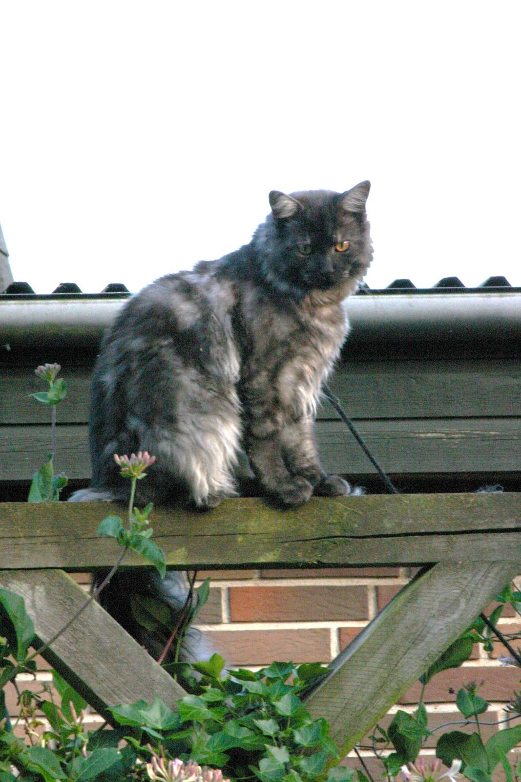 Maine Coon Felix - Min yndlings udsigts post billede 13