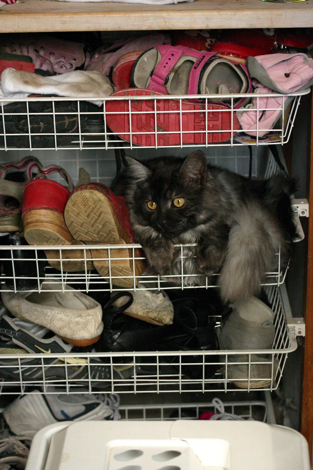 Maine Coon Felix - Det kan godt være at det er til sko men jeg kan da også være her og tørre fusserne billede 14