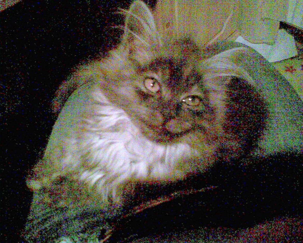 Maine Coon Felix - Her er jeg ikke så gammel endnu billede 5