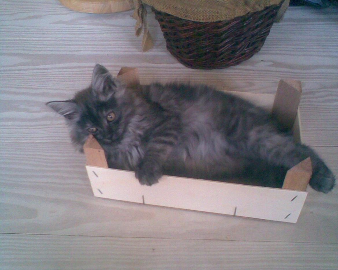 Maine Coon Felix - Den bedste mandarin kasse, der er bare irreterende at den skrumper.. billede 1