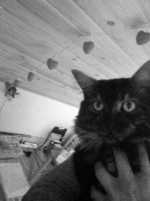 Maine Coon Felix billede 15