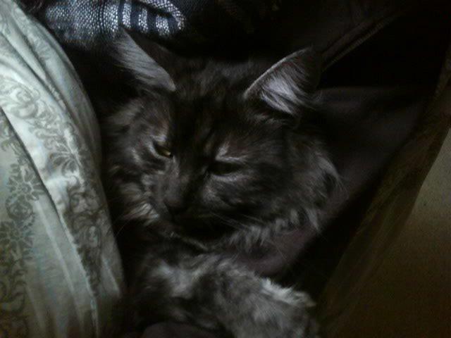 Maine Coon Felix - Putter under dynen. mmmmh ! billede 16