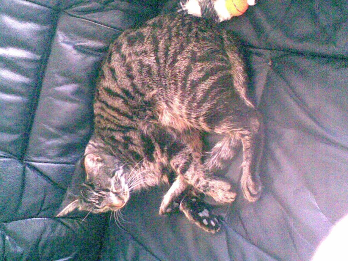 Blanding af racer Fie - Jeg elsker at sove billede 3