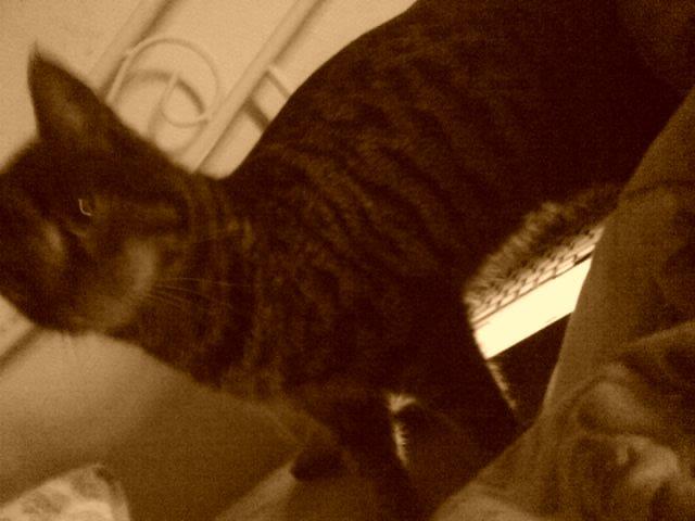 Blanding af racer Fie billede 4