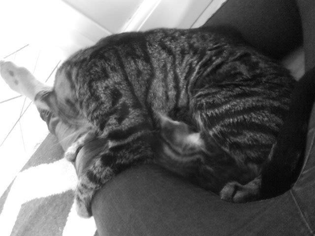 Blanding af racer Fie billede 5