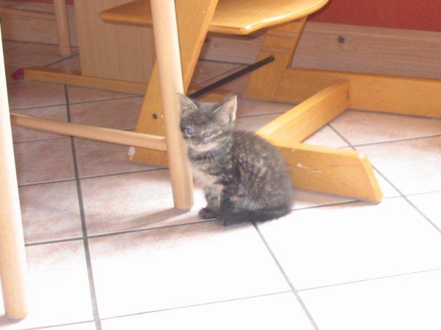 Blanding af racer Fie - Er lige ankommet til mit hjem billede 1