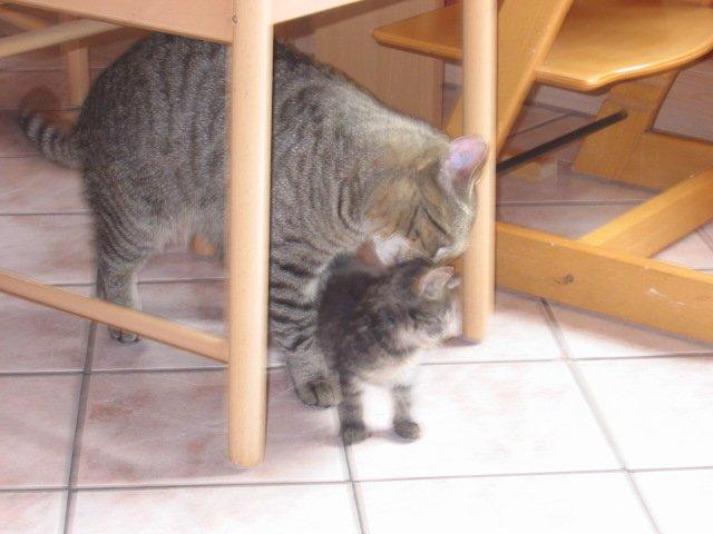 Blanding af racer Fie billede 2