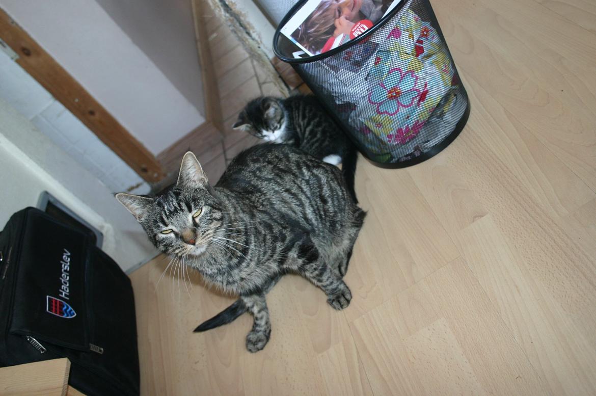 Blanding af racer Fie - Her er min første killing der leger med min hale billede 6