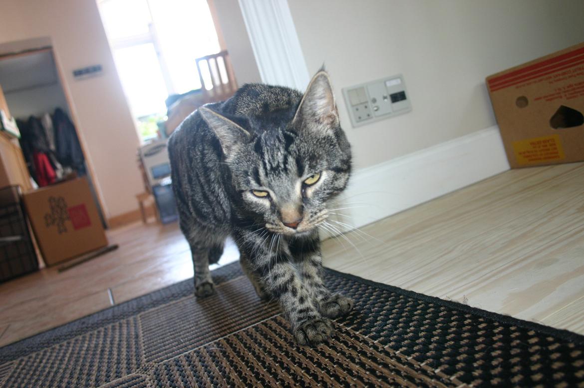 Blanding af racer Fie billede 7