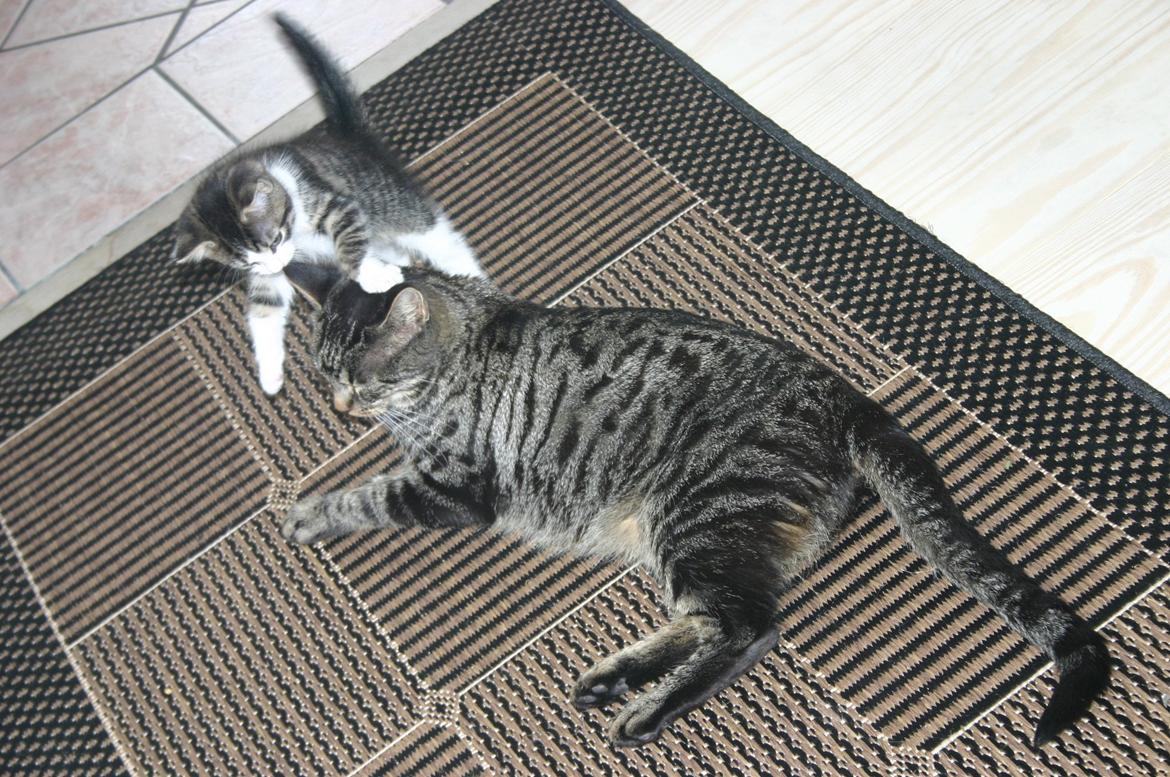 Blanding af racer Fie billede 8