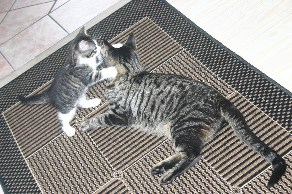 Blanding af racer Fie - Jeg leger lige med min killing billede 9