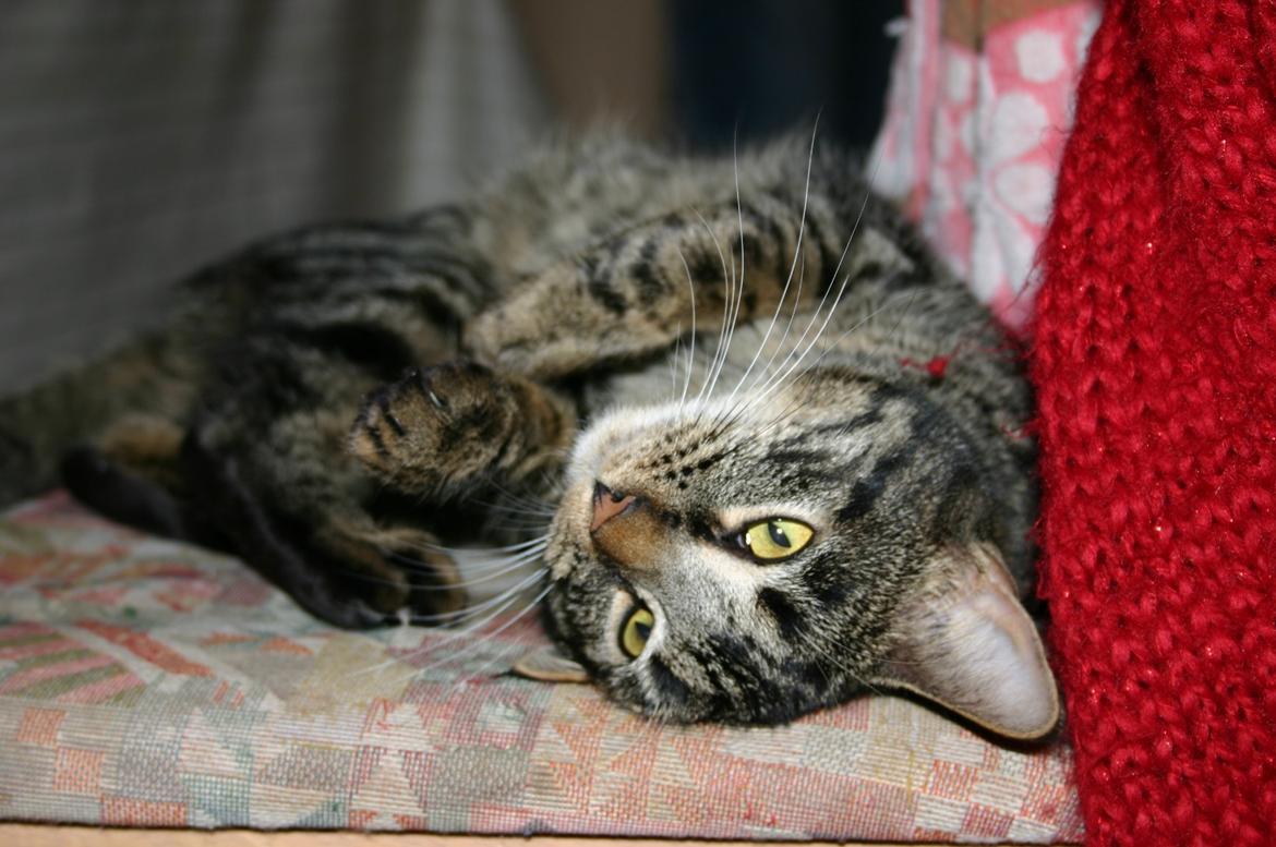 Blanding af racer Fie billede 10