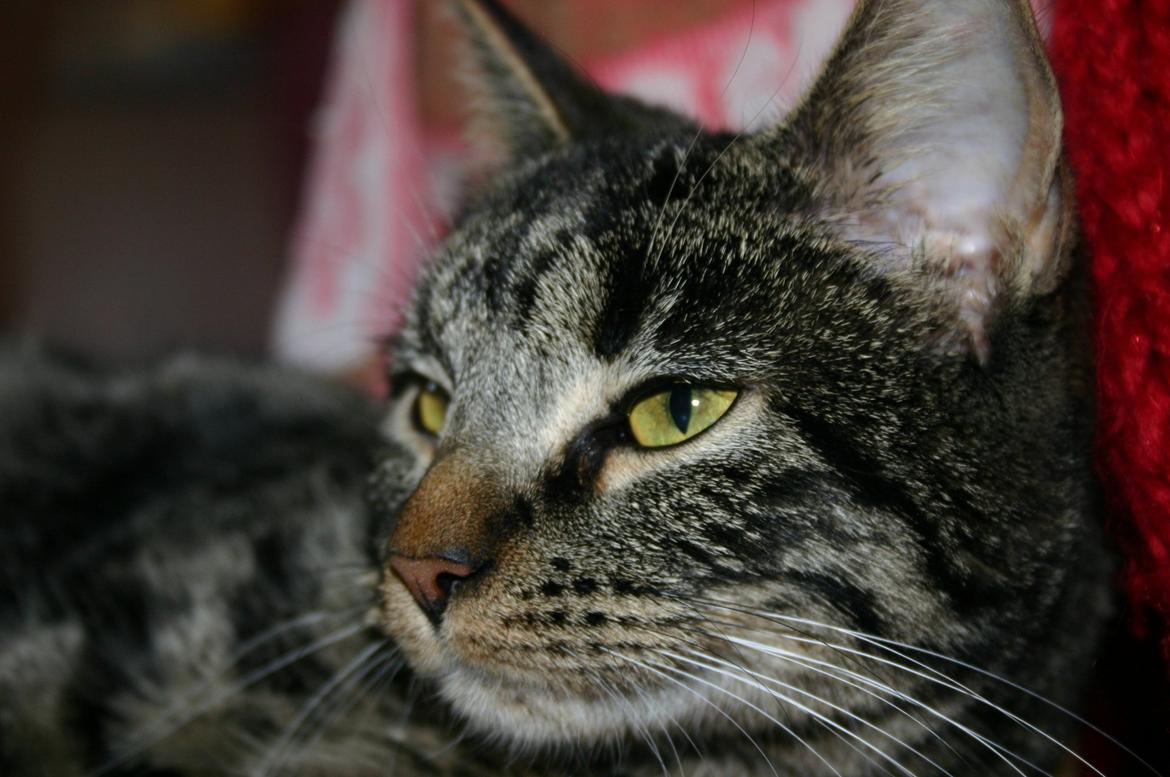 Blanding af racer Fie billede 11