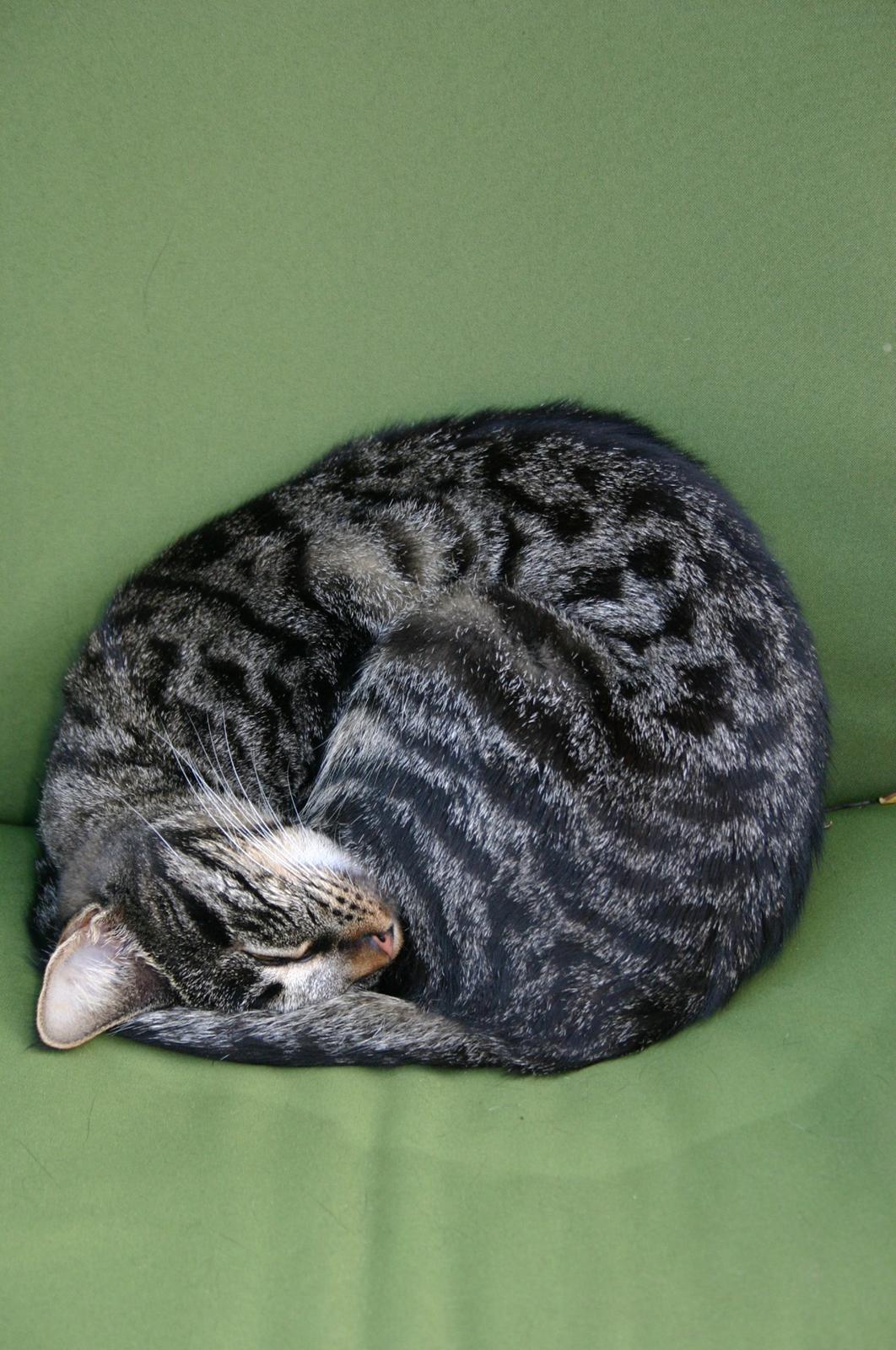 Blanding af racer Fie billede 12