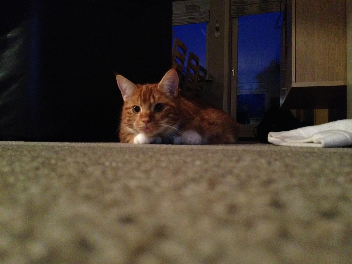 Blanding af racer Vimse (Halv Maine Coon) billede 14