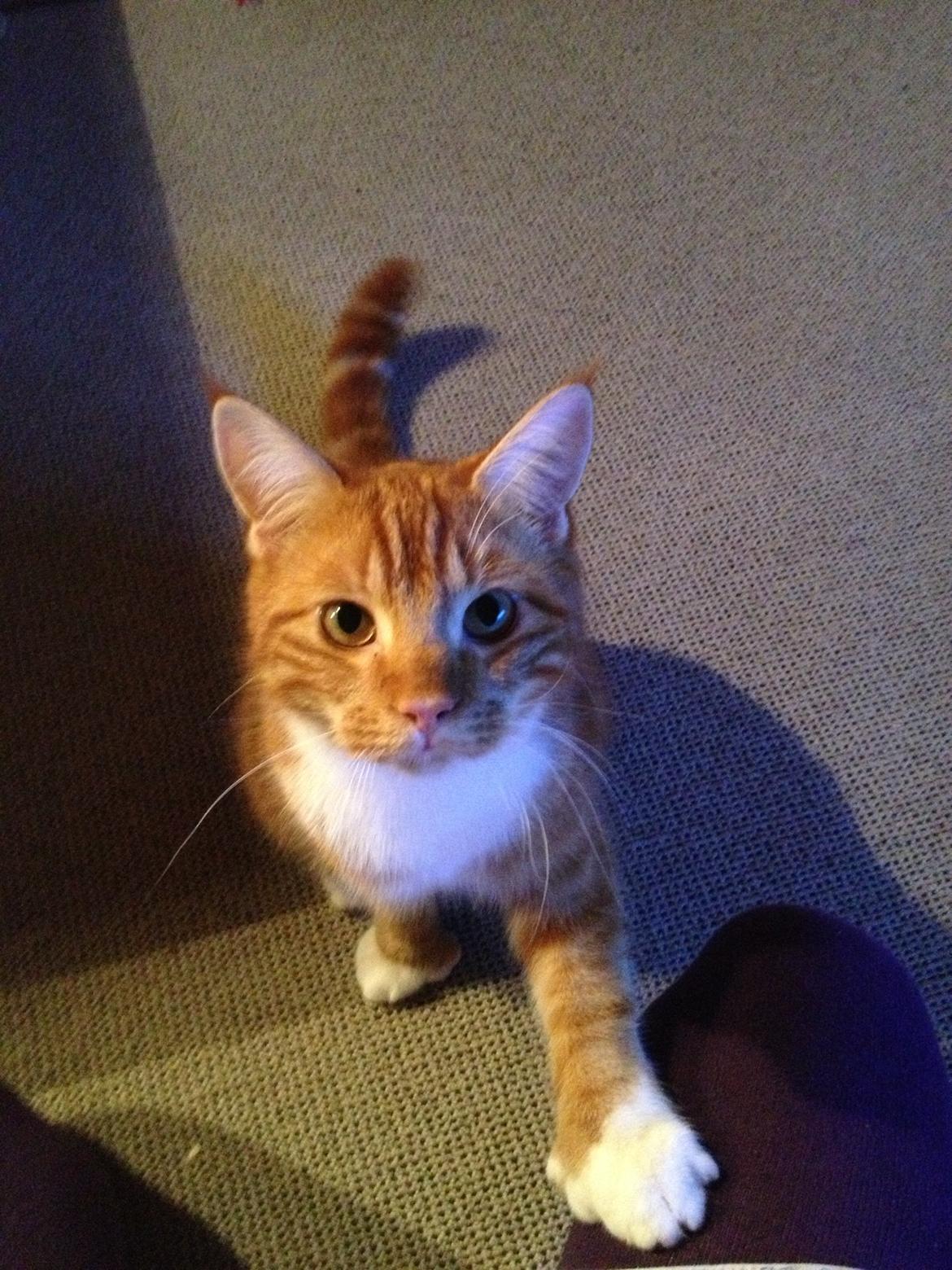 Blanding af racer Vimse (Halv Maine Coon) billede 15