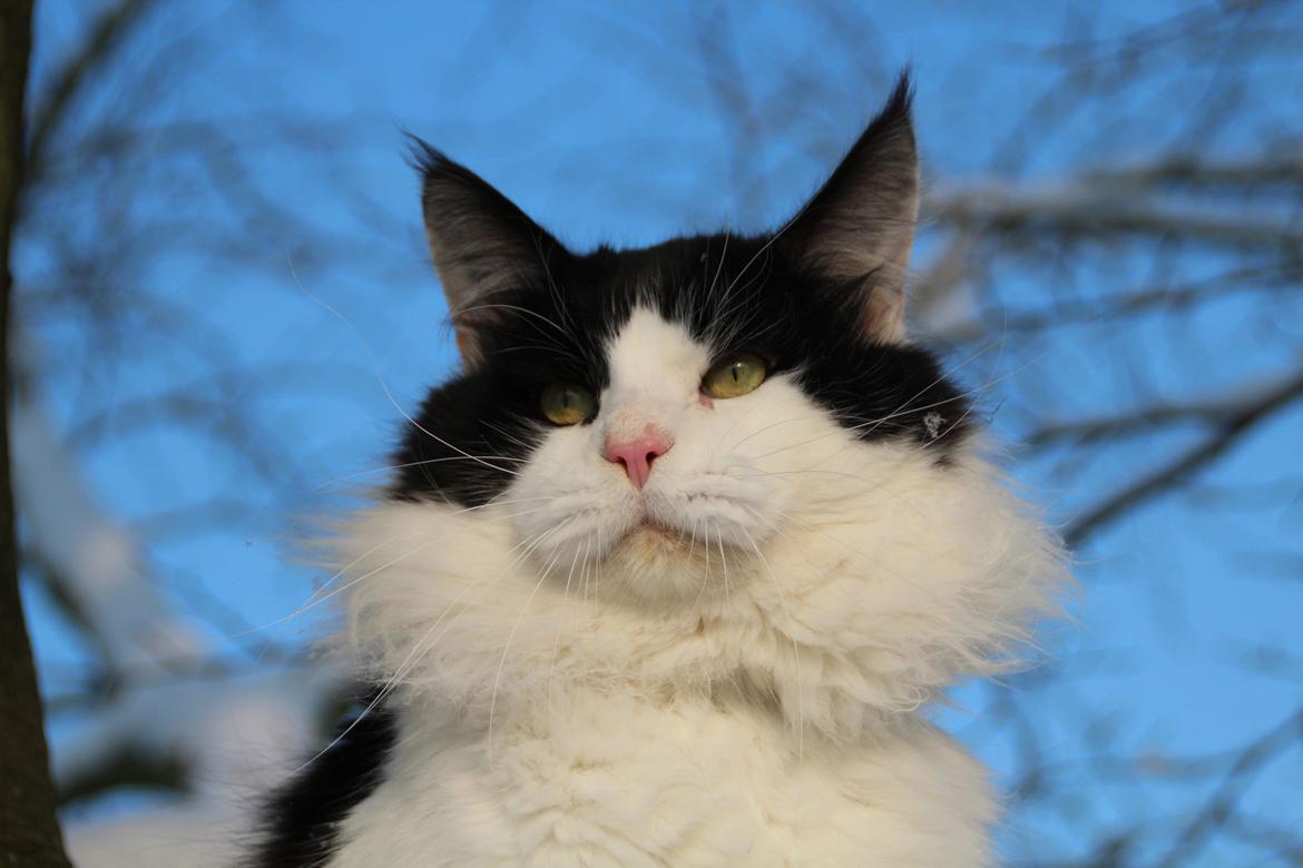 Maine Coon DK Proud Danish Sir Henry Morgan PP billede 18