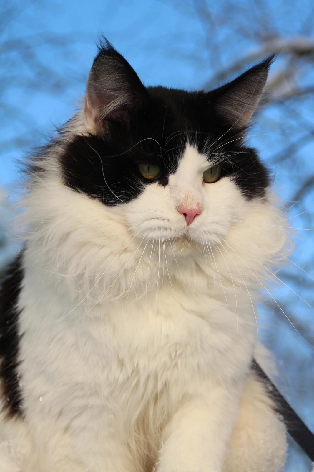 Maine Coon DK Proud Danish Sir Henry Morgan PP billede 1