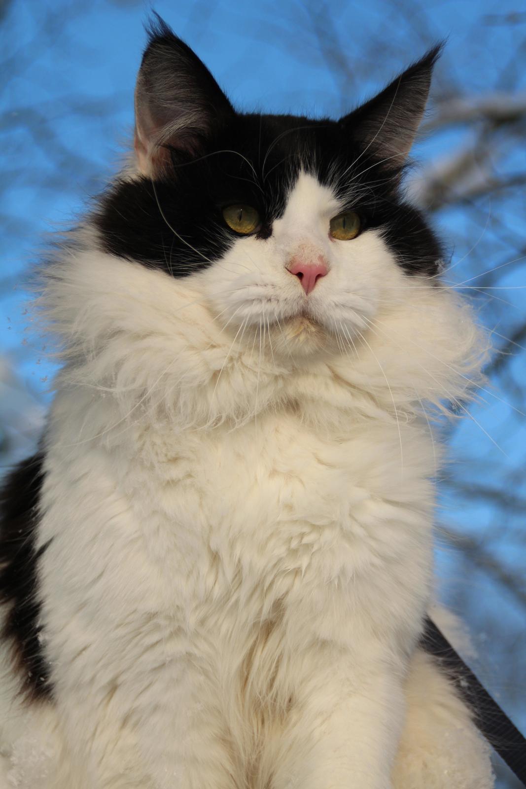 Maine Coon DK Proud Danish Sir Henry Morgan PP billede 19