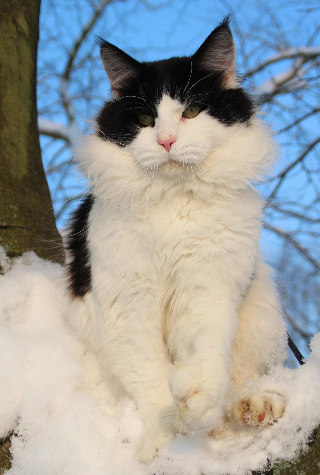 Maine Coon DK Proud Danish Sir Henry Morgan PP billede 20