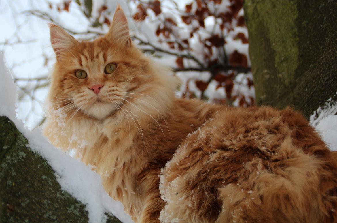 Maine Coon DK Proud Danish MoonLight billede 3