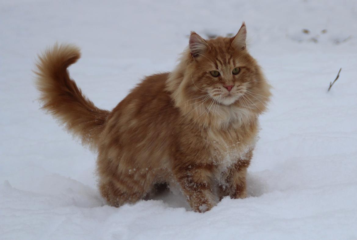 Maine Coon DK Proud Danish MoonLight billede 20