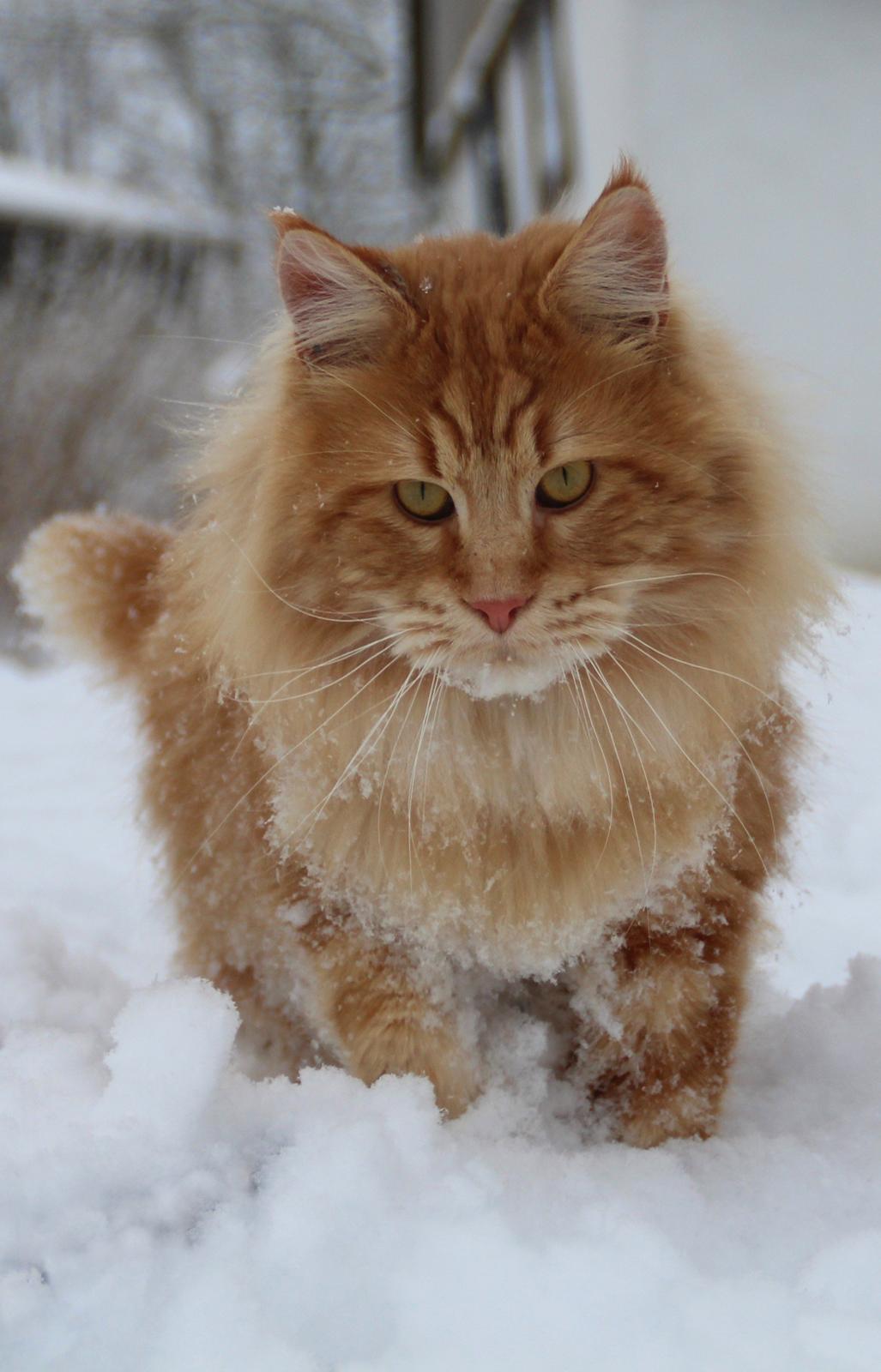 Maine Coon DK Proud Danish MoonLight billede 21