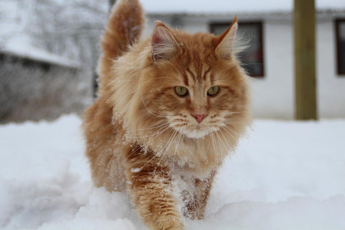 Maine Coon DK Proud Danish MoonLight billede 22