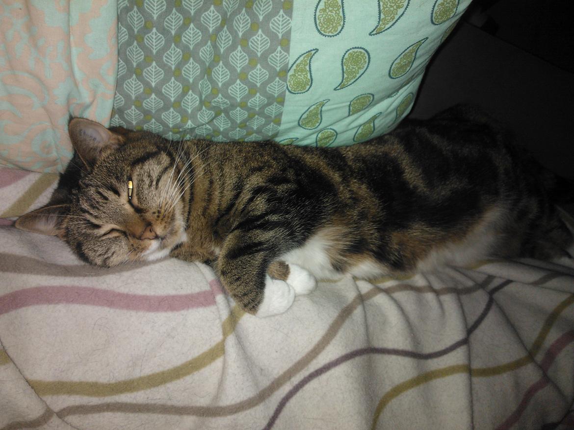 Huskat Princess Plet billede 2