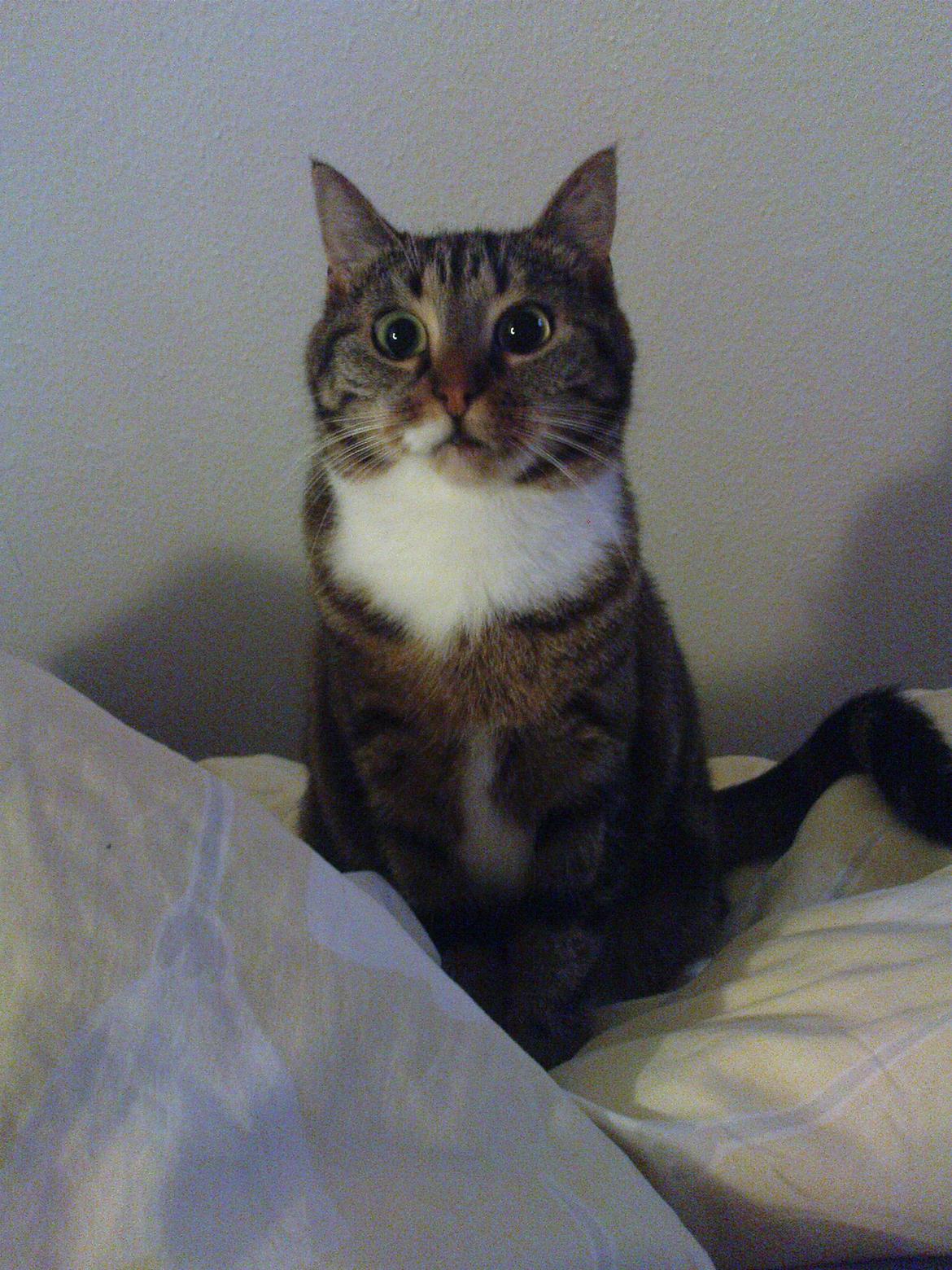 Huskat Princess Plet - Inspireret af ugle-moden :) billede 3