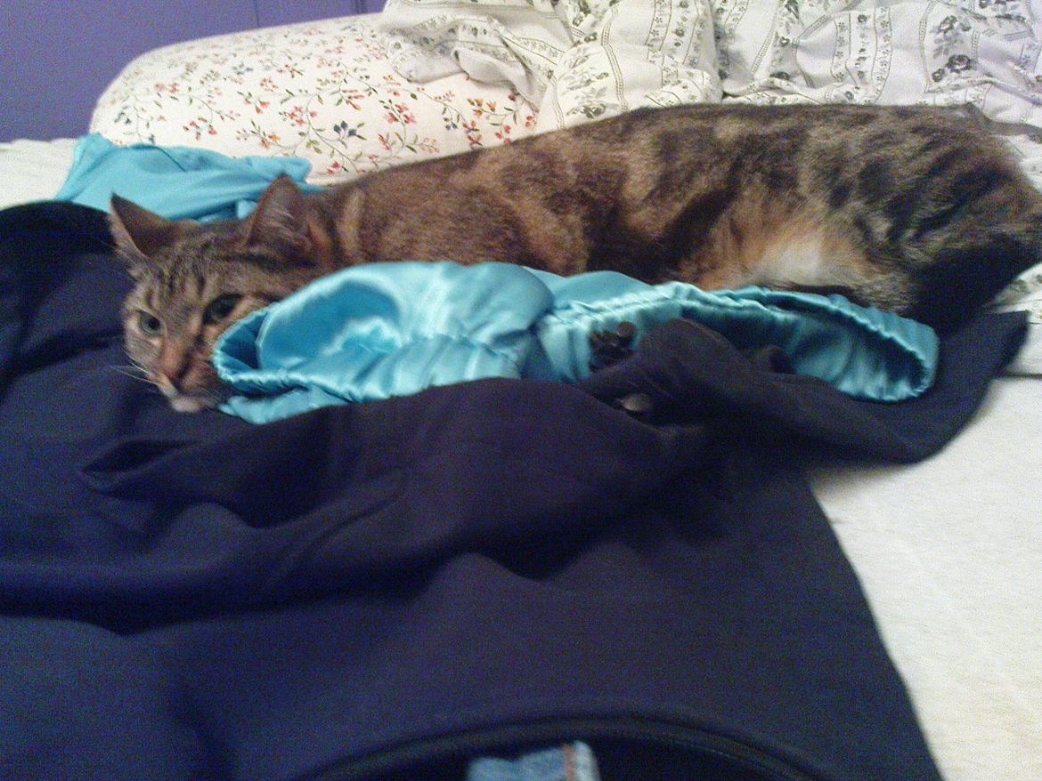 Huskat Princess Plet billede 4