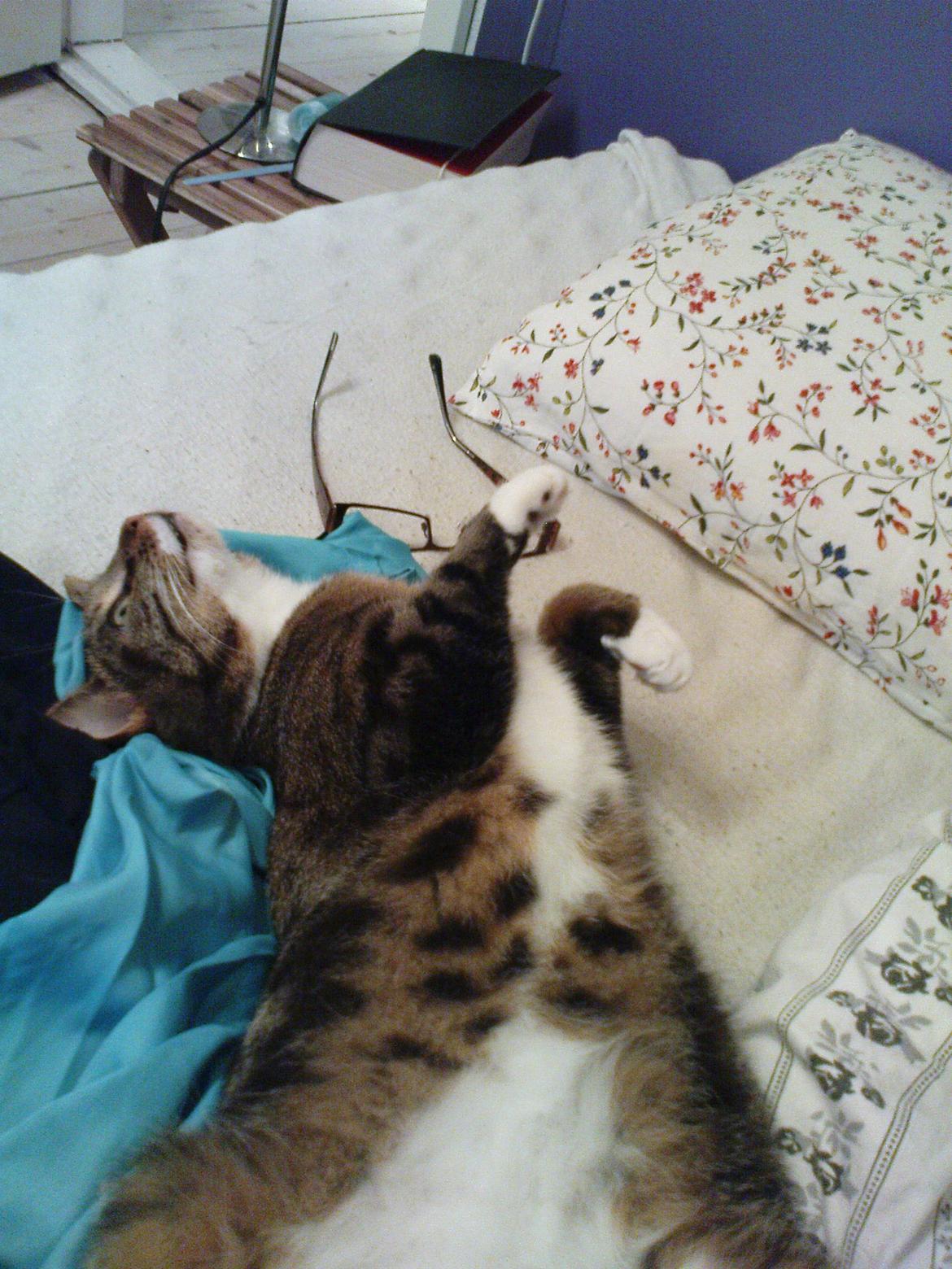 Huskat Princess Plet billede 5