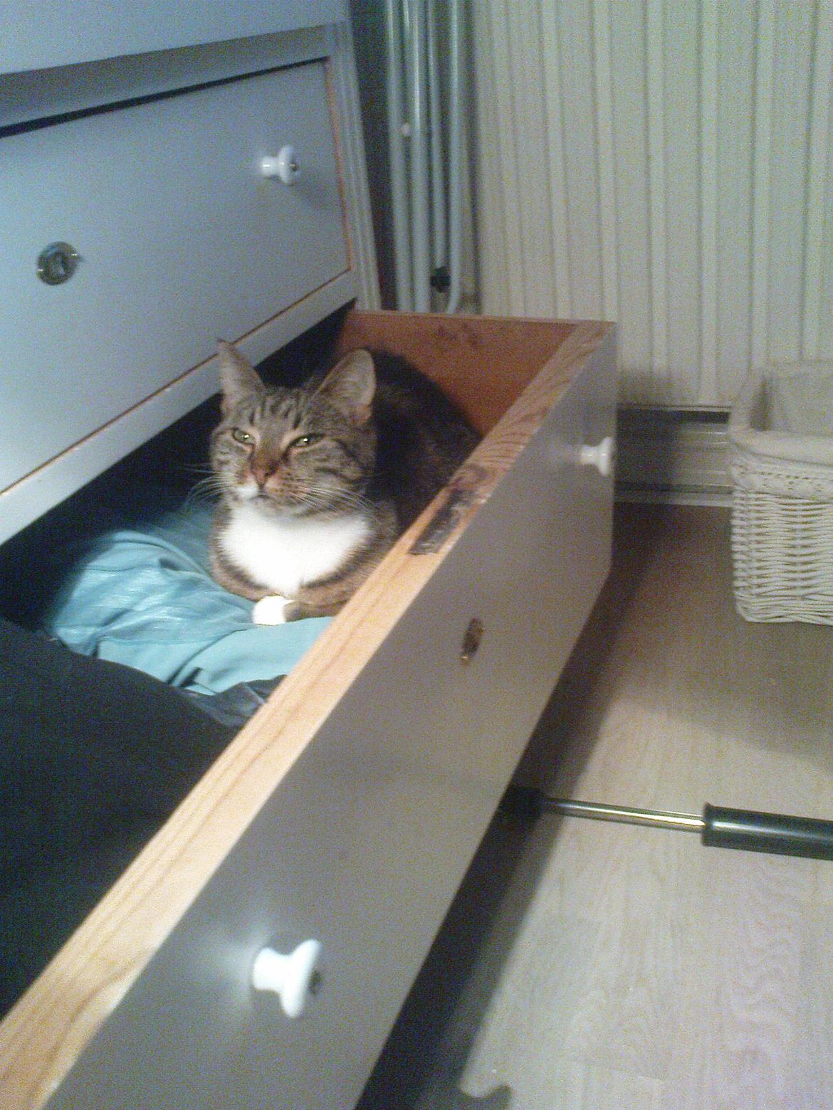 Huskat Princess Plet billede 6