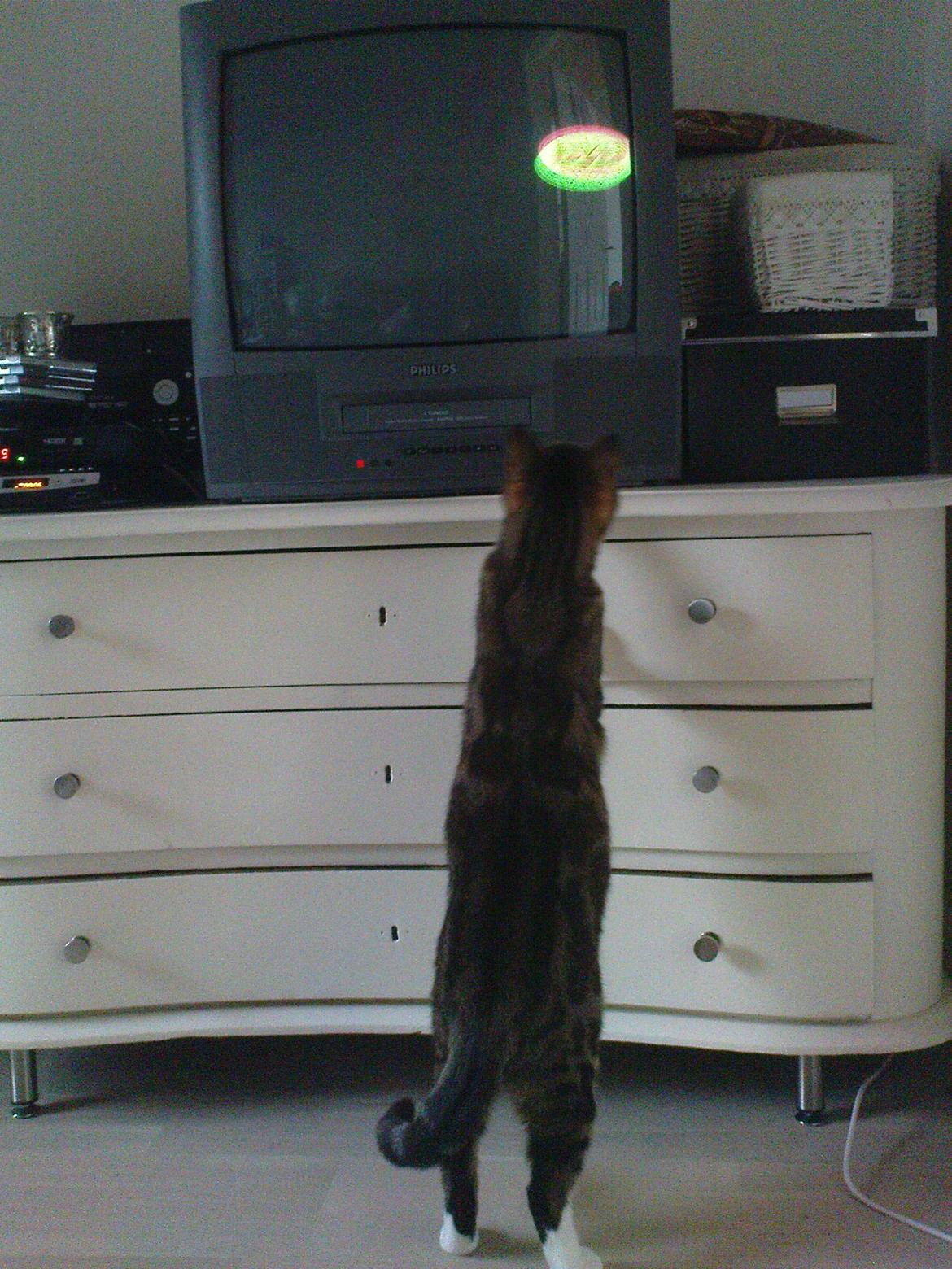 Huskat Princess Plet billede 7